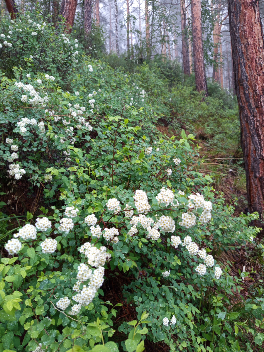 Фото автора. Прогуливались по нашей любимой горе.