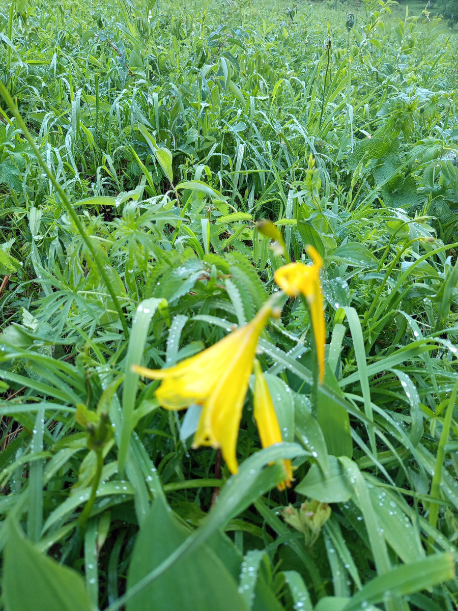Фото автора. Таких лилий весной очень много на склоне.