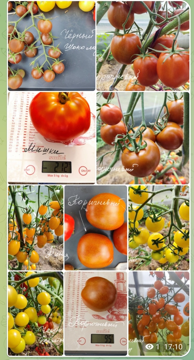 В каталоге много помидоров на любой вкус