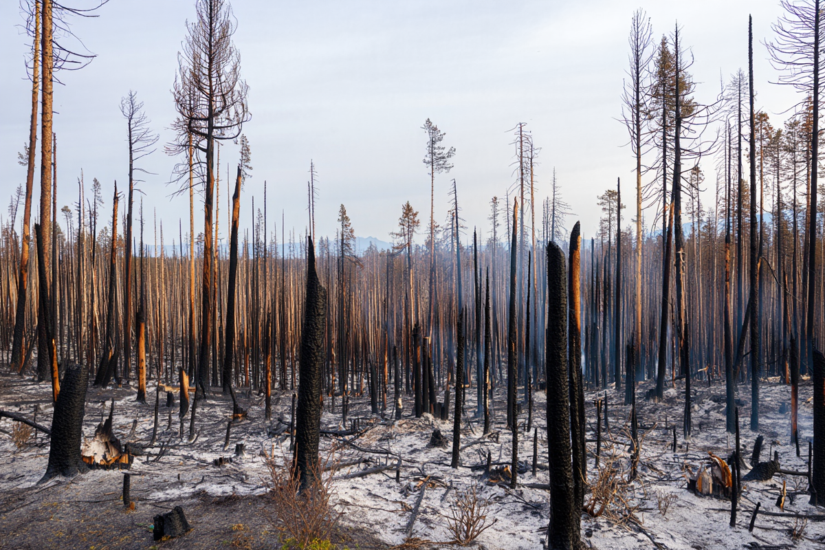    Фото: сгенерировано ИИ, источник: reve.art