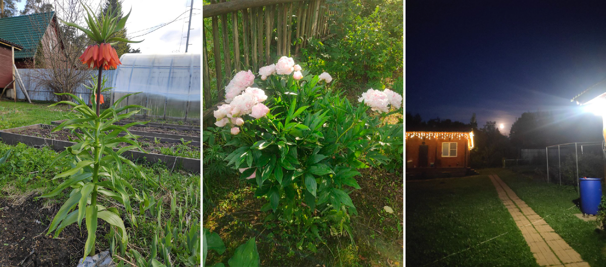 Фото с подмосковных дач наших авторов и подписчиков