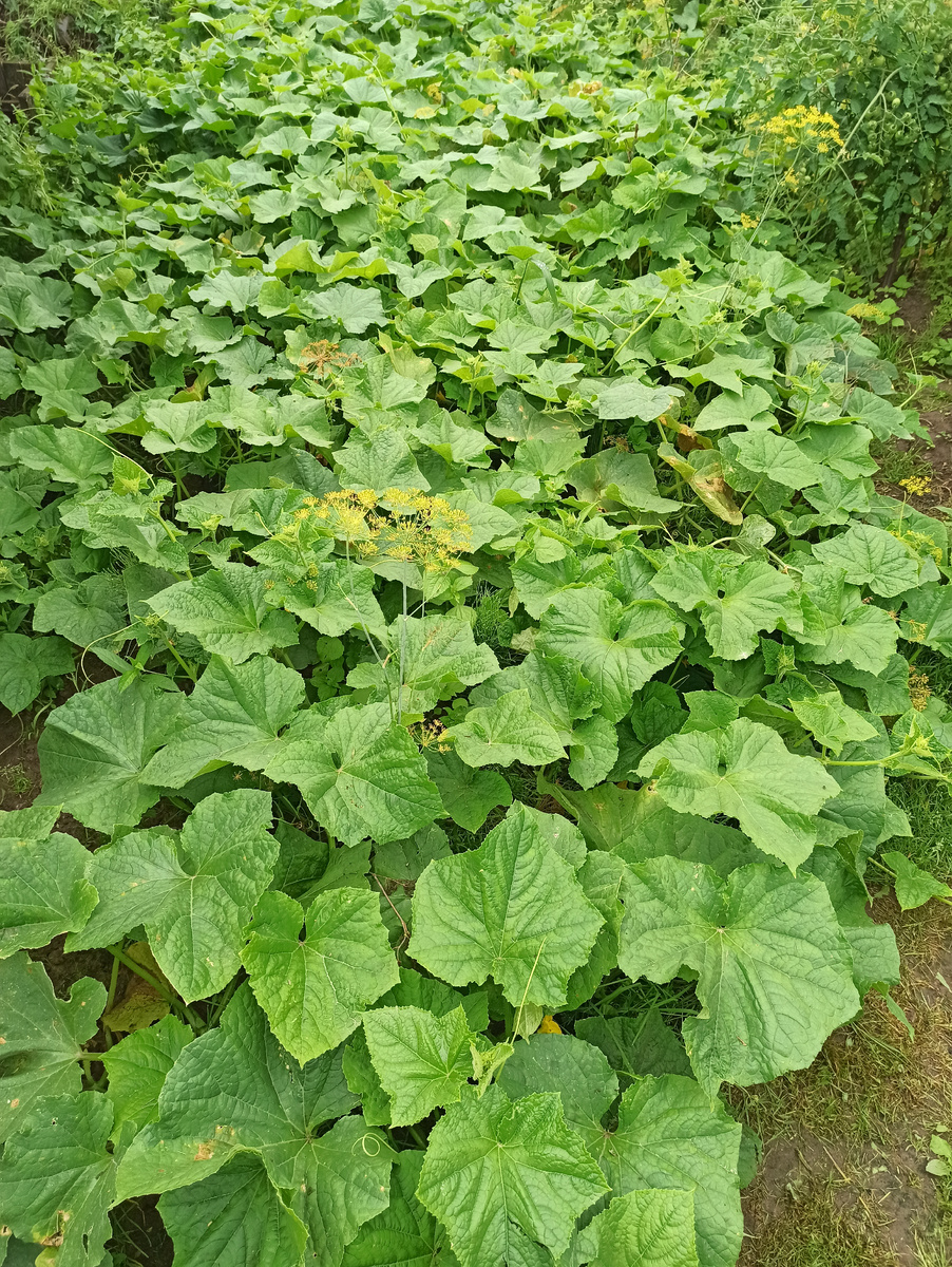 Мои заросли огурцов. 