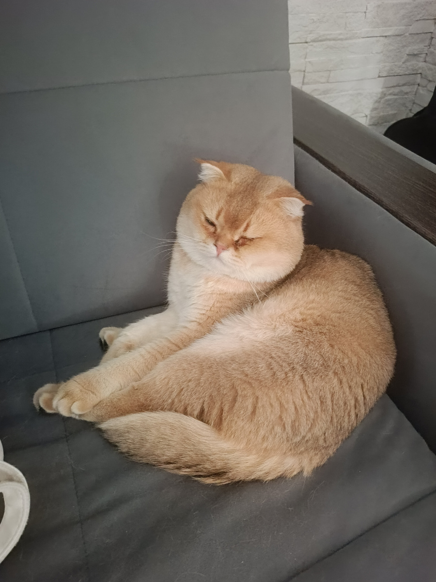 Сегодня в конце - котик Лепа ♥️