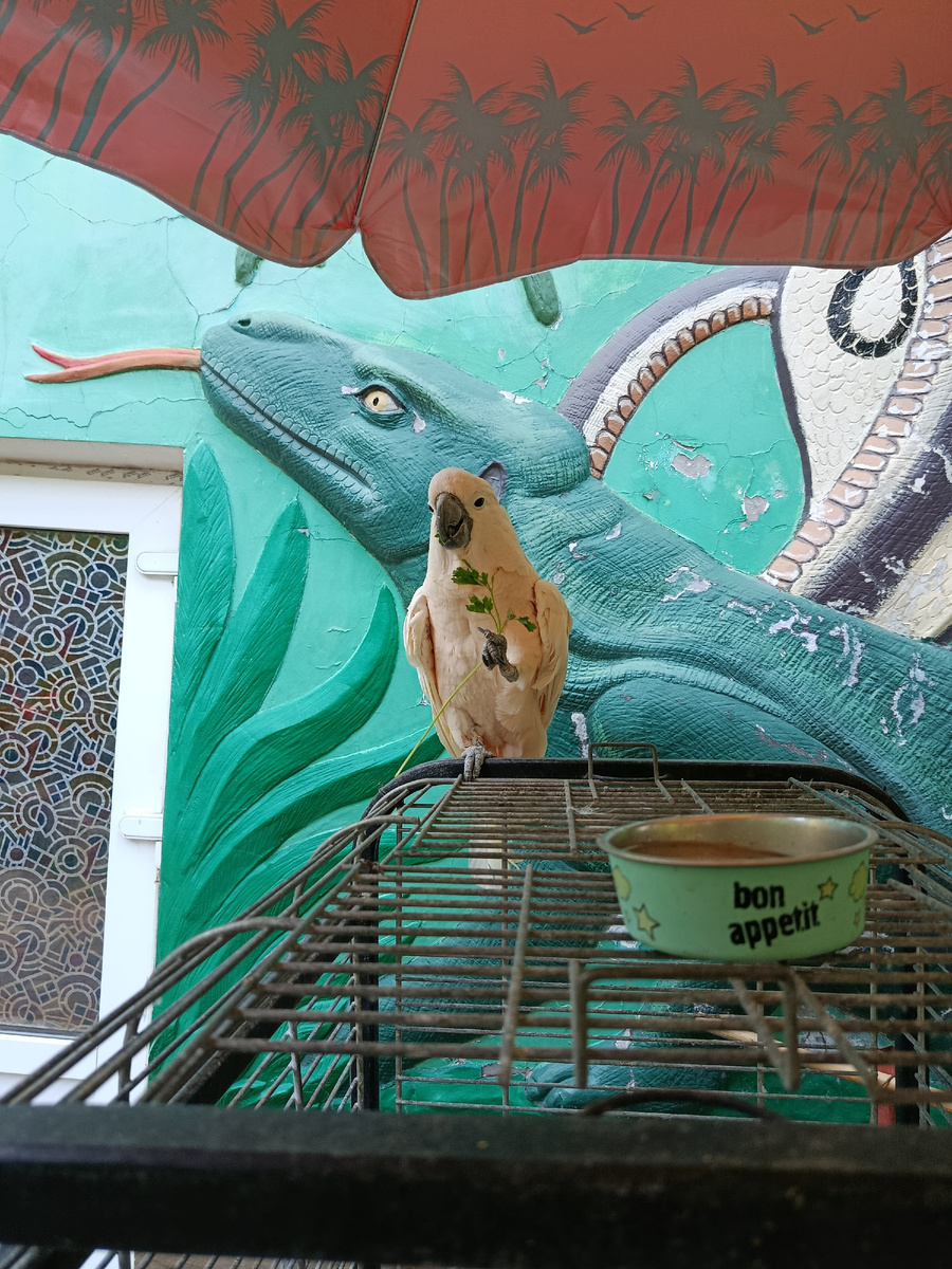 Попугай в зоопарке "Сказка"