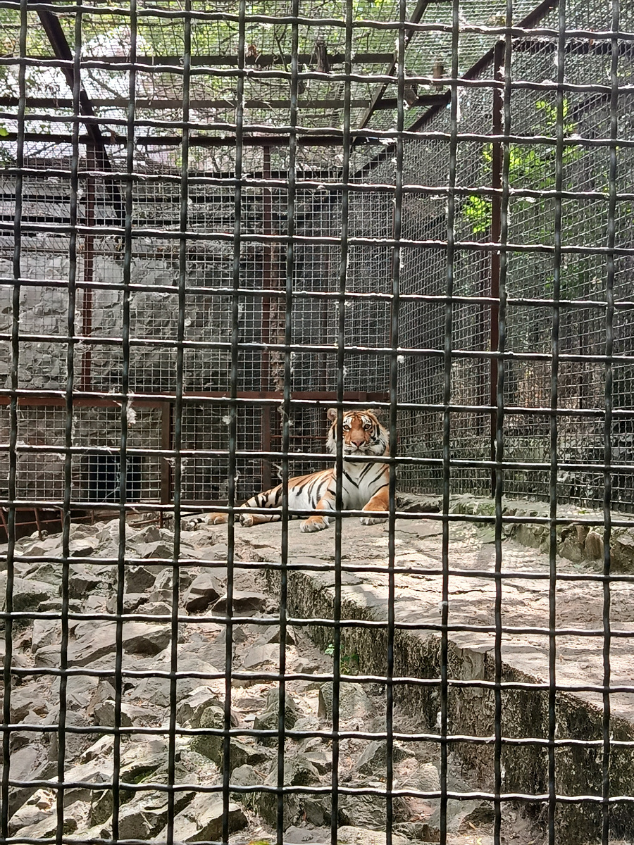 Тигр в зоопарке "Сказка"