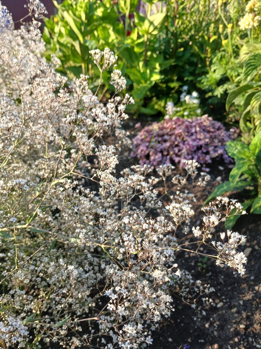 На фоне - каллизия розовая