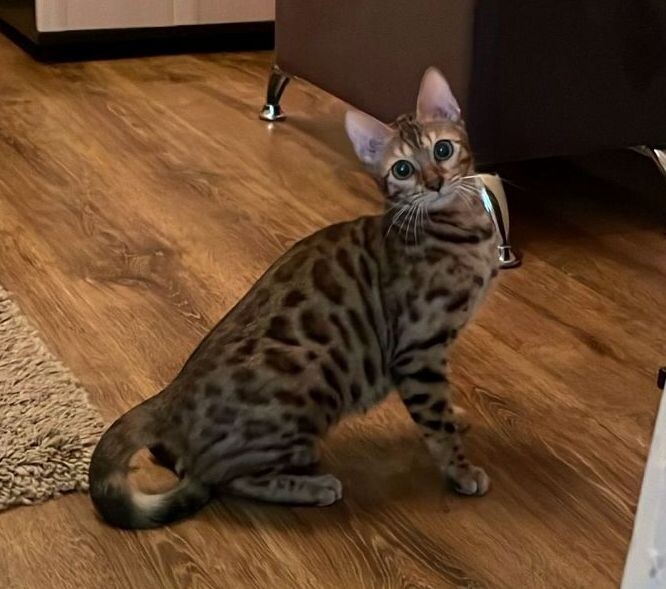 бенгальские кошки, бенгальские котята