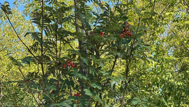    На Северной набережной Кирова появится новый зеленый сквер с горными соснами