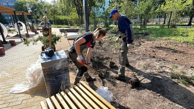    На Северной набережной Кирова появится новый зеленый сквер с горными соснами
