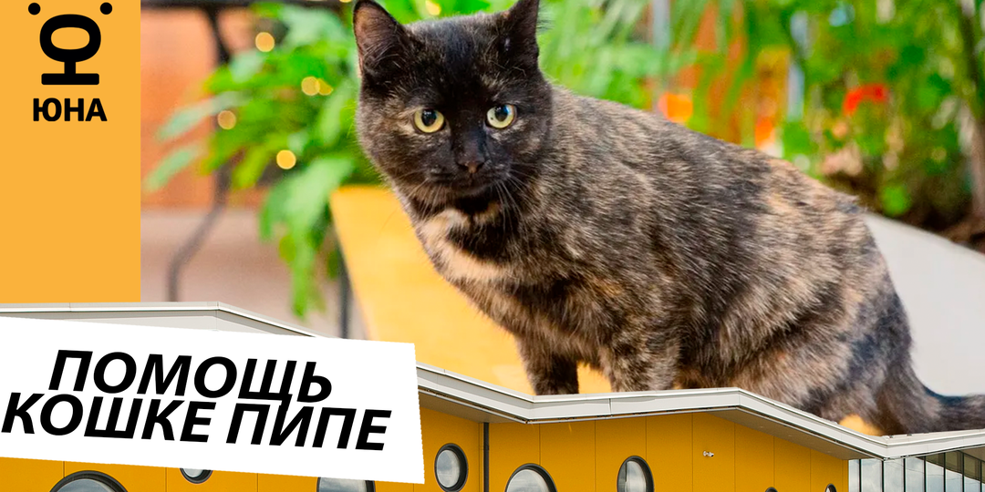 Помощь кошке Пипе