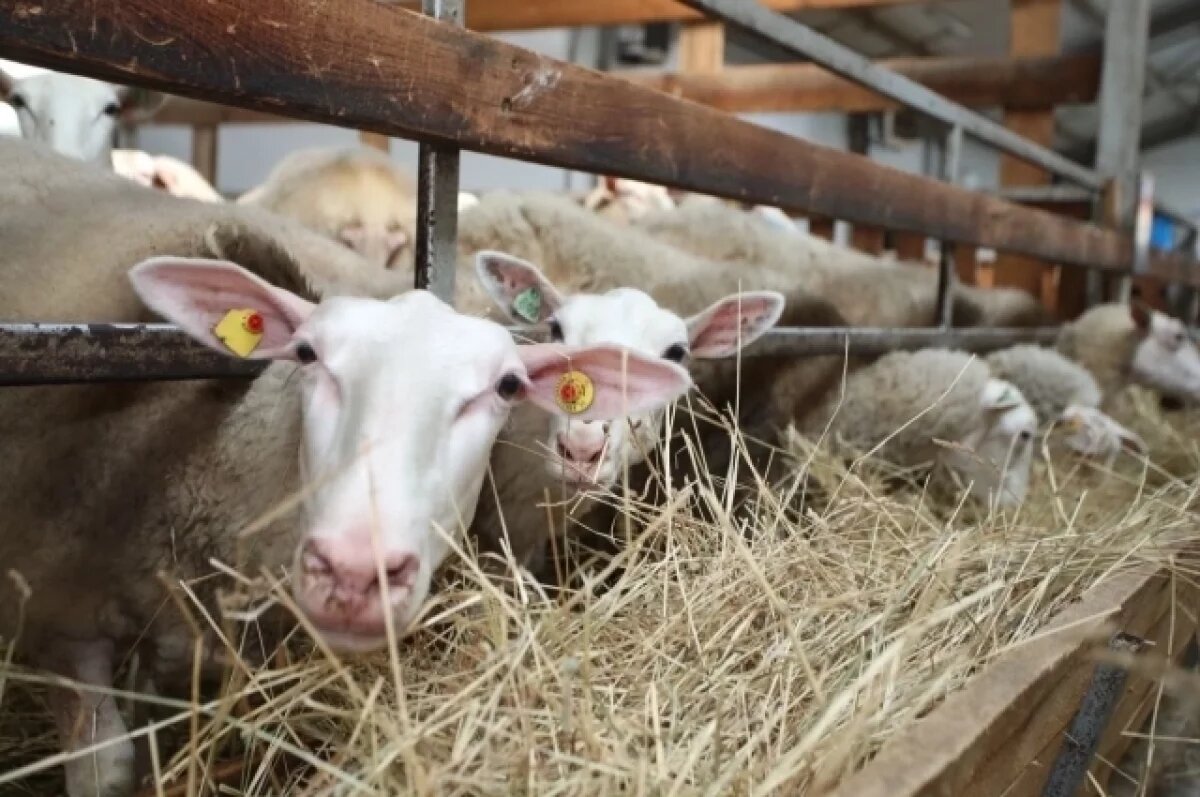    Владимирская область наращивает производство мяса и молока