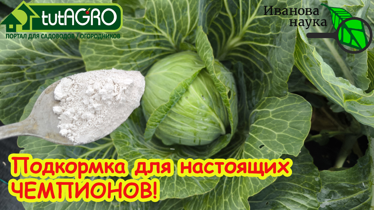 Люблю простые рецепты подкормок для таких слдучаев. Просто - не означает неэффективно.