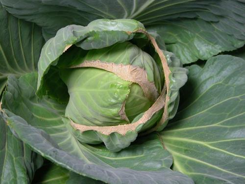 Краевой некроз листьев - частый симптом нехватки кальция у капусты.