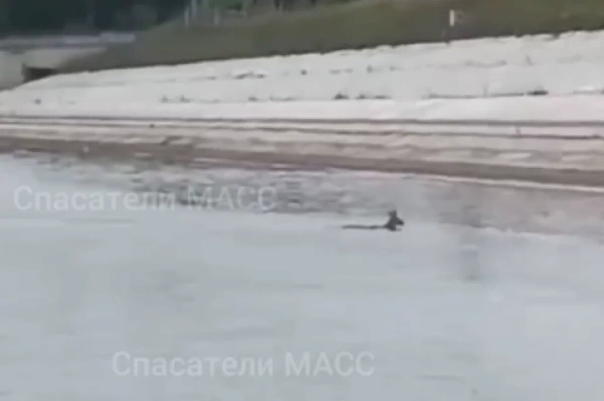    Новосибирские спасатели в очередной раз помогли косуле