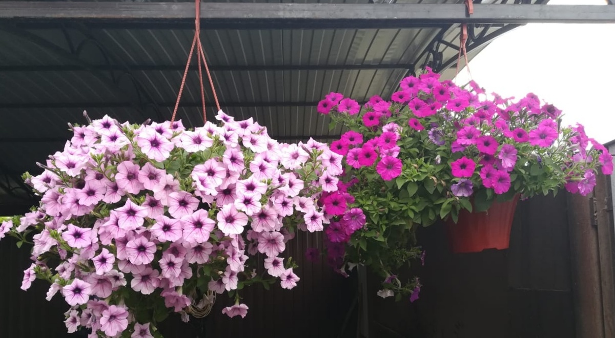 Так цвели в маленьких кашпо, когда там было солнце. 