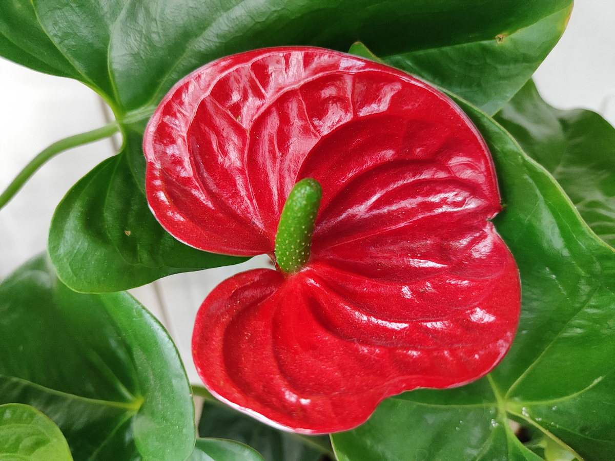 Красный антуриум (мужское счастье)