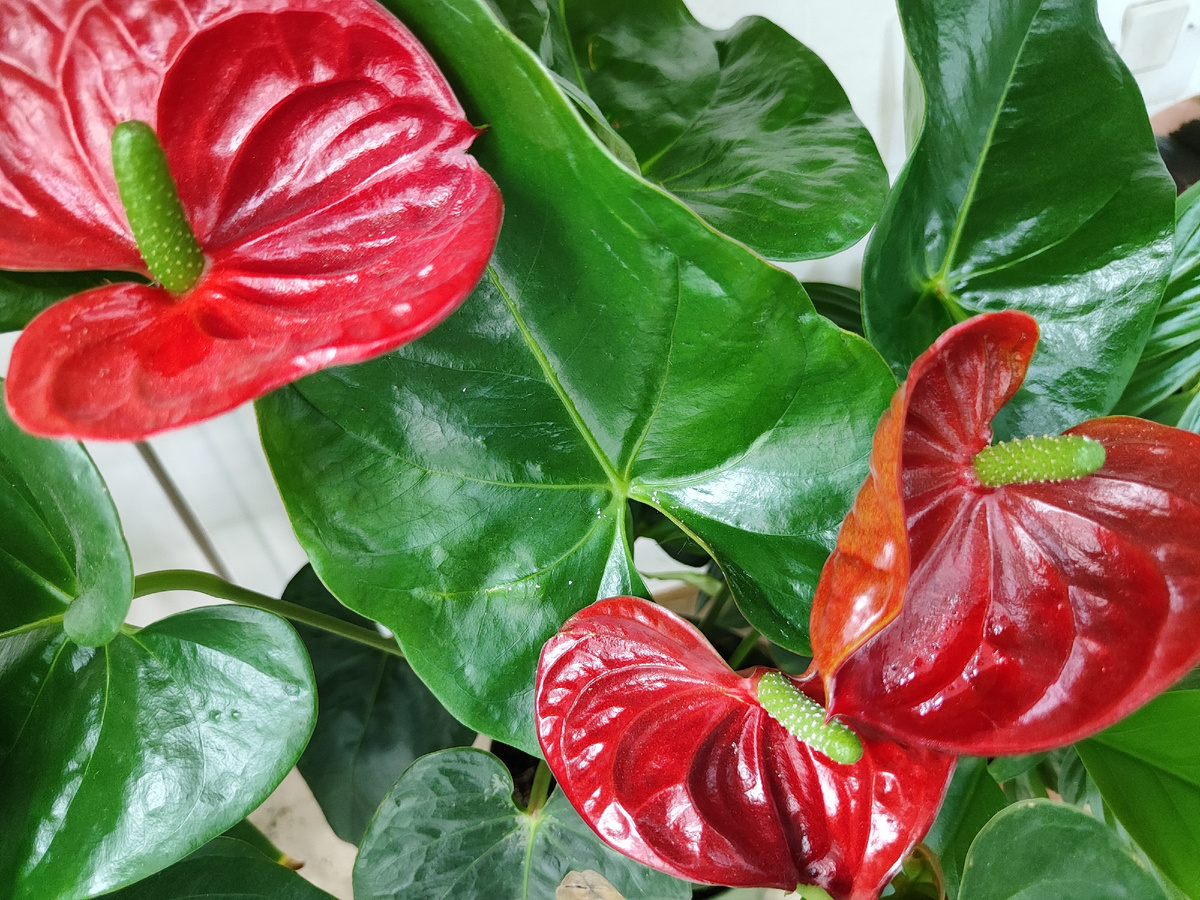 Антуриум, активное цветение 