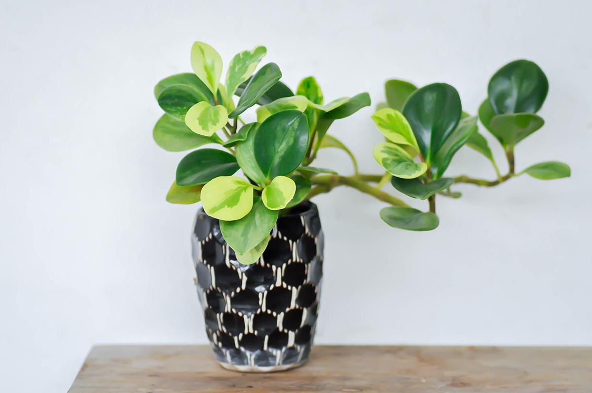 Job Narinnate / Shutterstock / FOTODOM📷Пеперомия туполистная