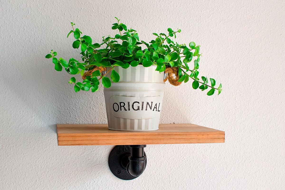 Mlle Sonyah / Shutterstock / FOTODOM📷Пеперомия круглолистная