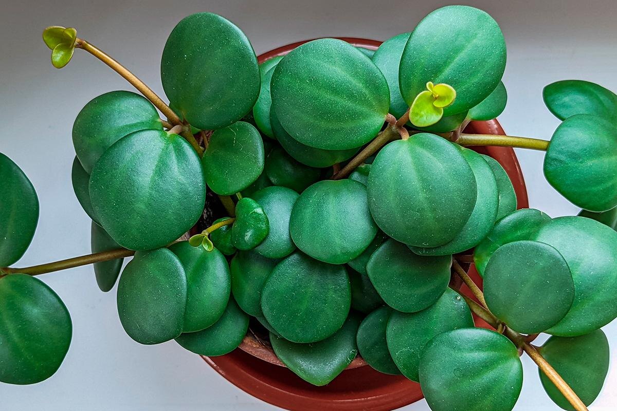 Maritxu / Shutterstock / FOTODOM📷Пеперомия четырехлистная