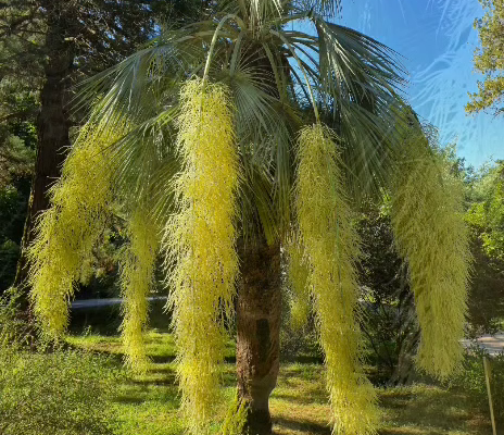    Фото: пресс-служба Нацпарка Сочи