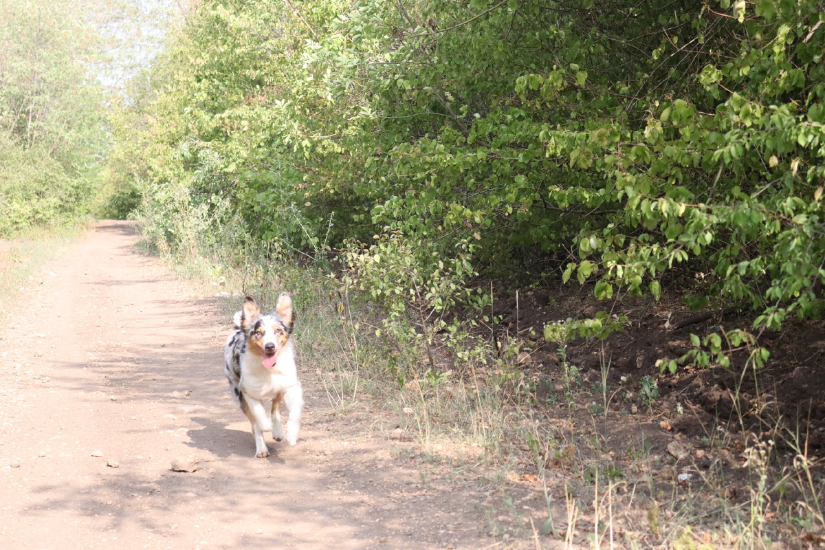 Любит бегать, прыгать, веселиться