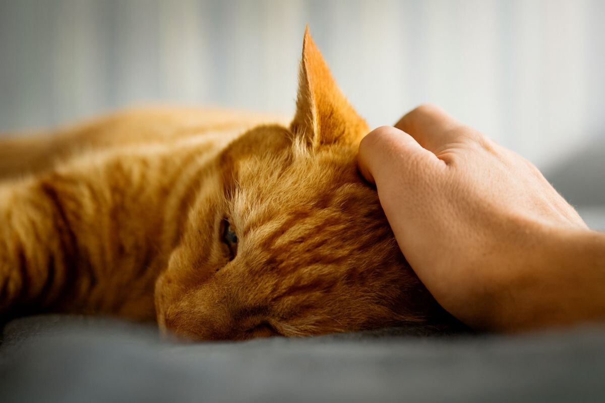 Человек гладит кота 