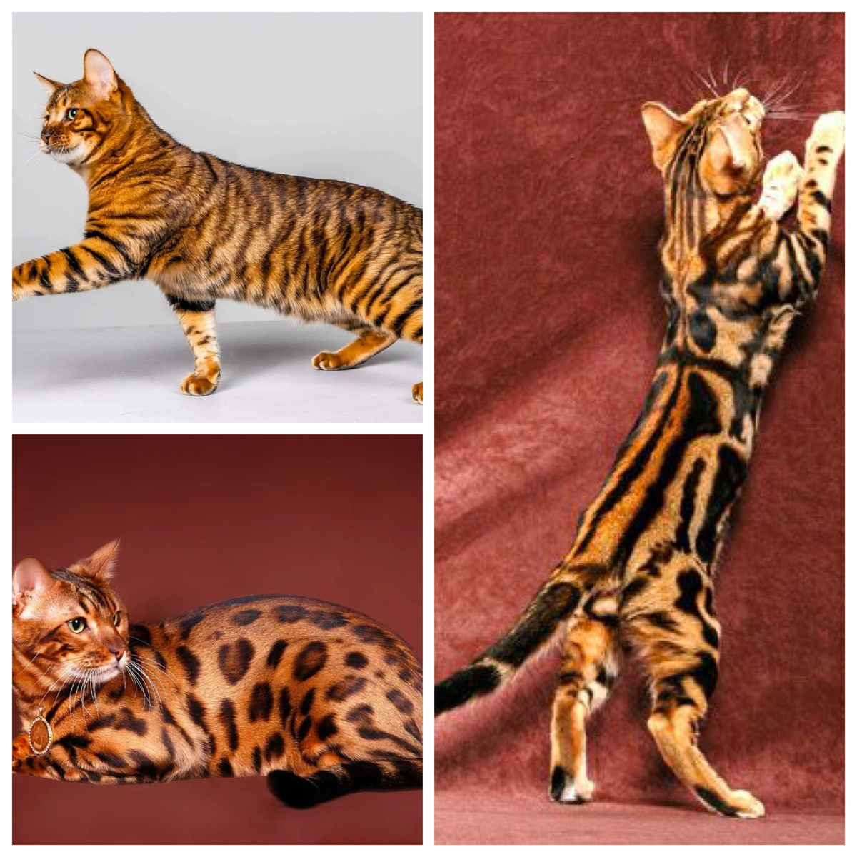 Тойгер (самостоятельная порода) и бенгалы розетчатого и марбл окрасов (одна порода)