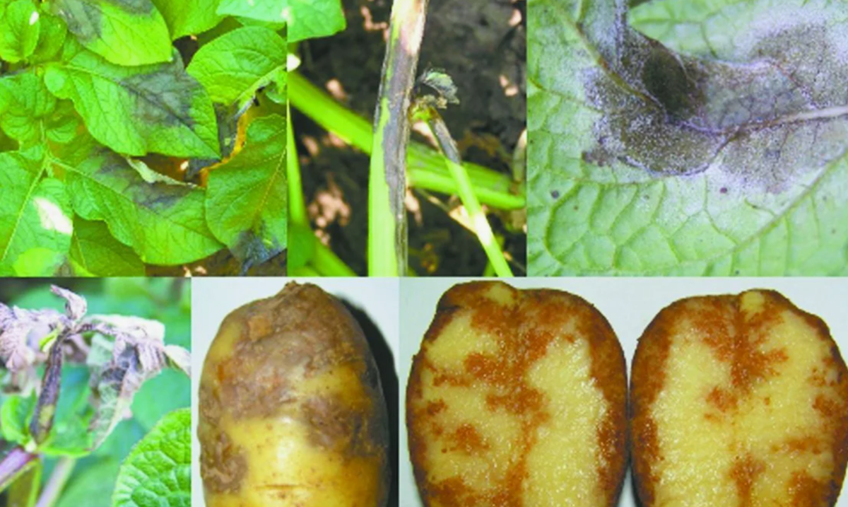 фитофтора на картошке