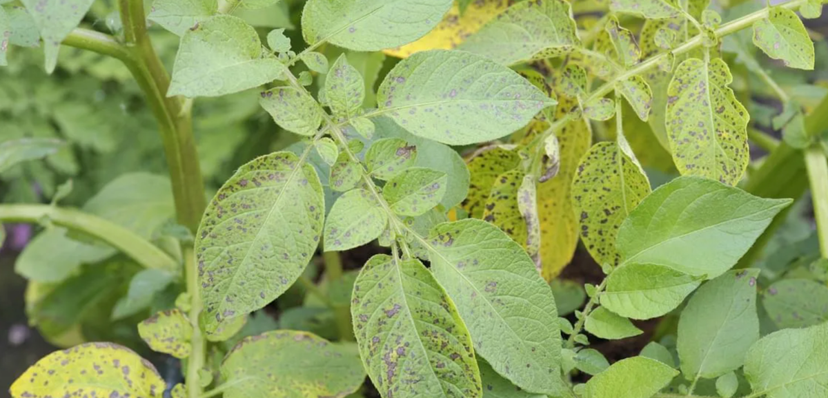 Темно-коричневые пятна с размытыми краями (0,5 см) на листьях.