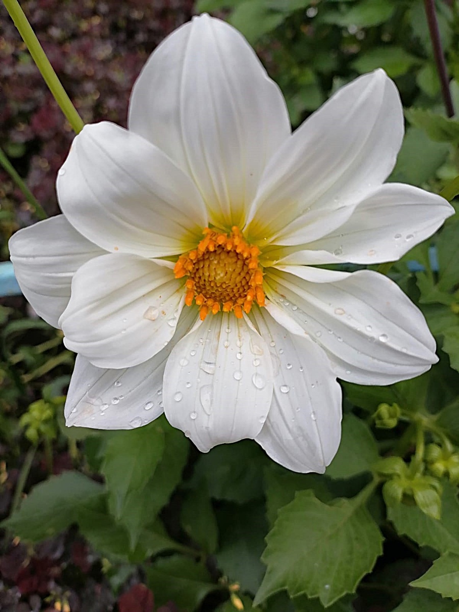 У нас дожди. Но довольно тепло. Фото автора. 