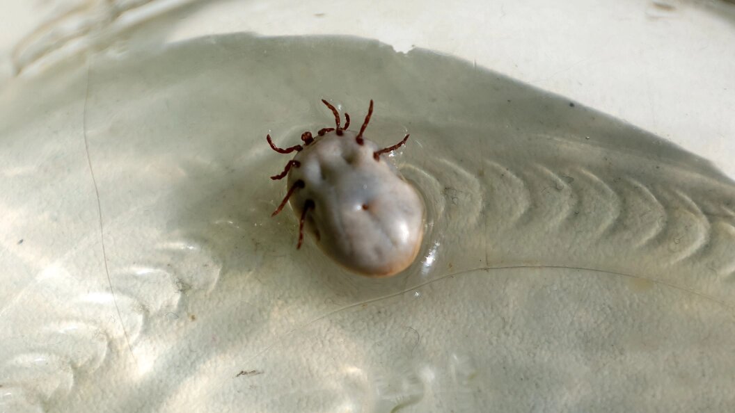    фото: Коллаж Царьграда