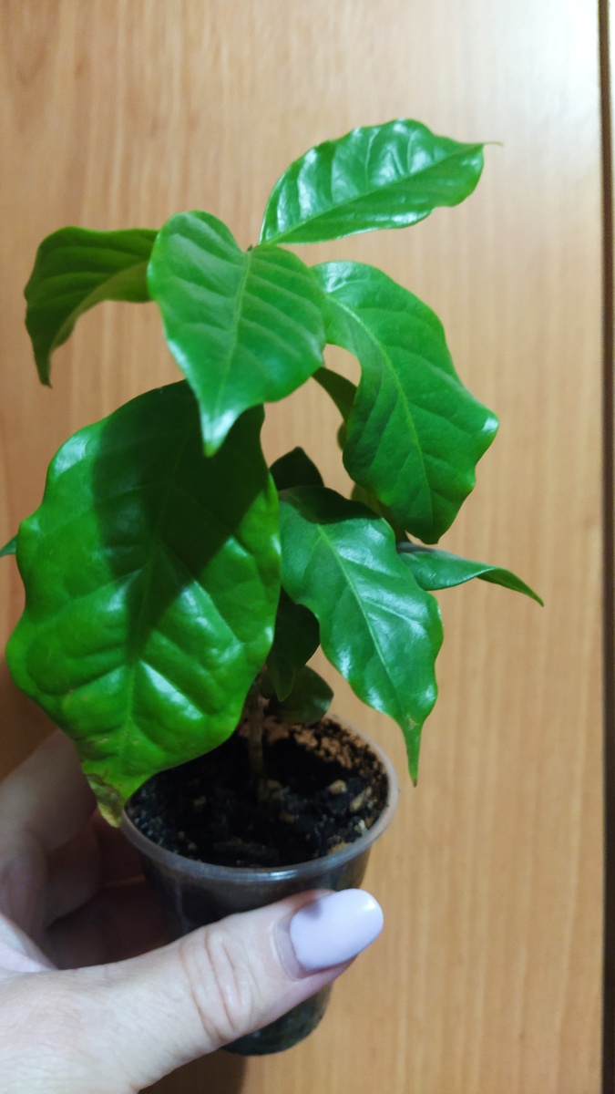 Маленький кофе в старом стаканчике.