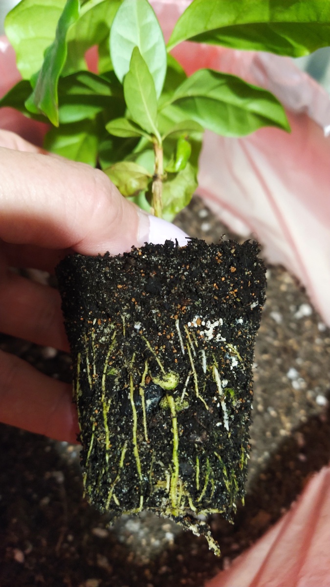 Какие симпатичные корешки!