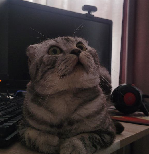 Признаки того, что кошка вас ценит