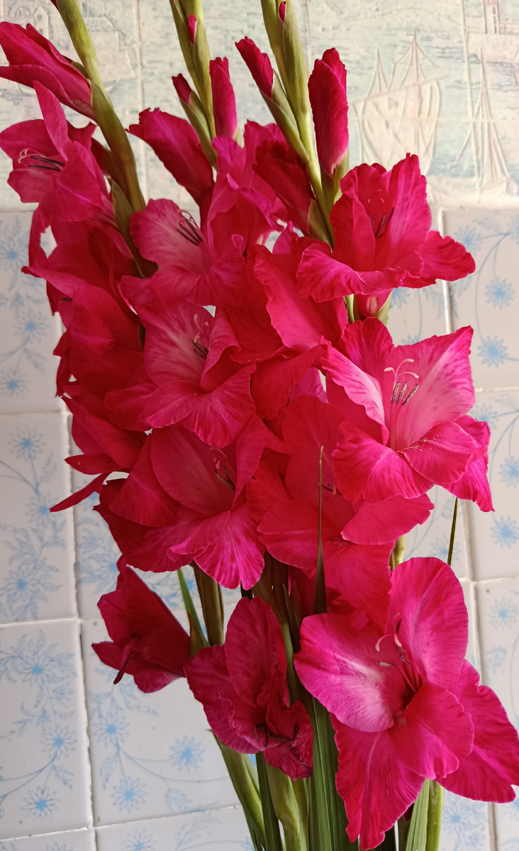 Гладиолусы.