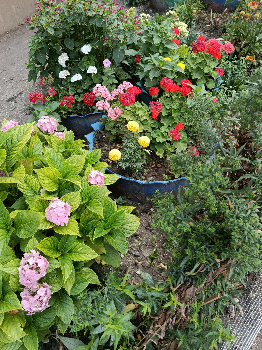 Яркая клумба с цветами.