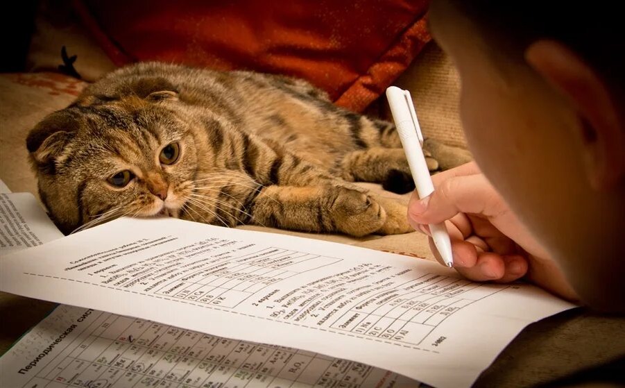 Фото из Интернета.