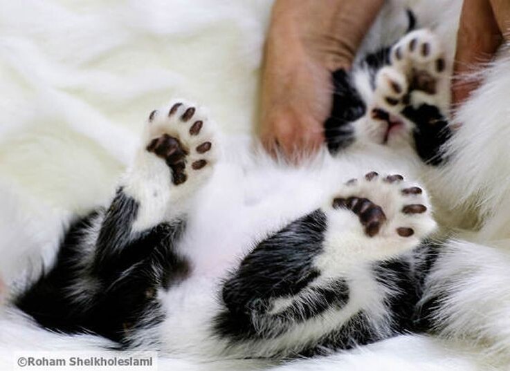 Полидактилия на задних лапах. Фото Pinterest.