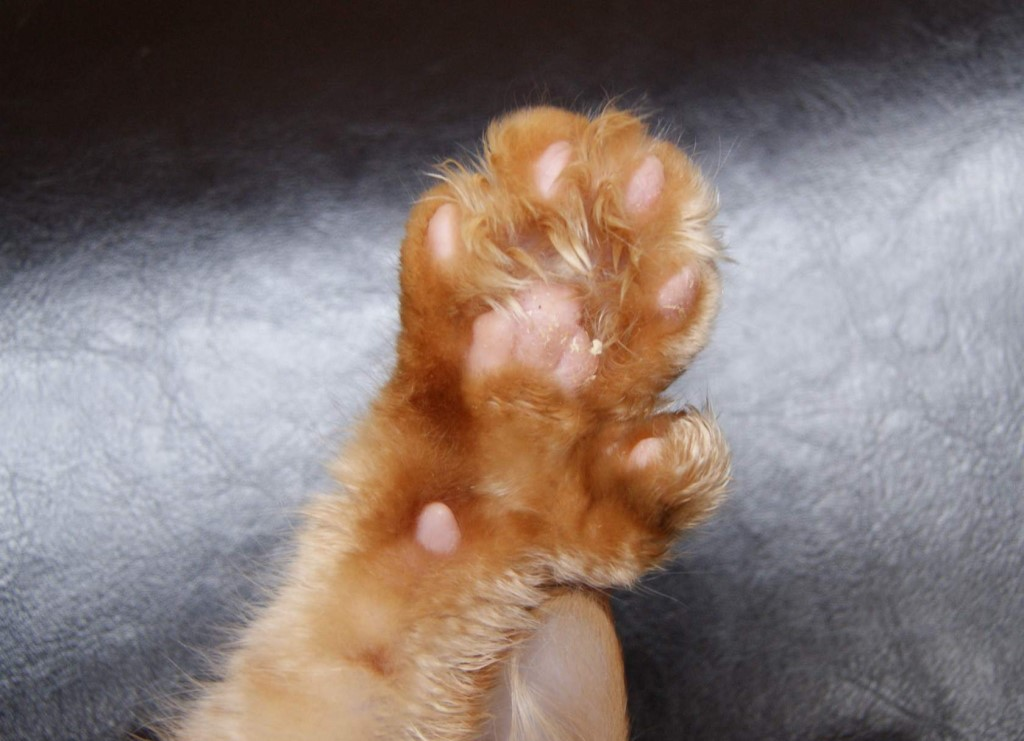 Форма лапы "варежка". Из Интернета.