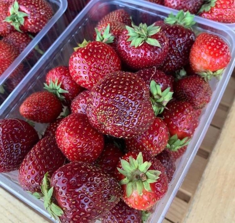 Фото: Министерство сельского и рыбного хозяйства Республики Карелия.📷    На сорта клубники Азия и Мальвина сделали ставку в карельском ягодном сельхозкооперативе
