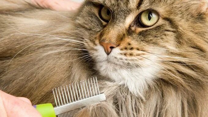 Фото из Интернета.