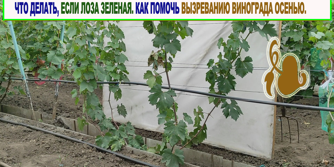 ❄️ Как подготовить молодой виноград к зиме и не потерять урожай будущего года?