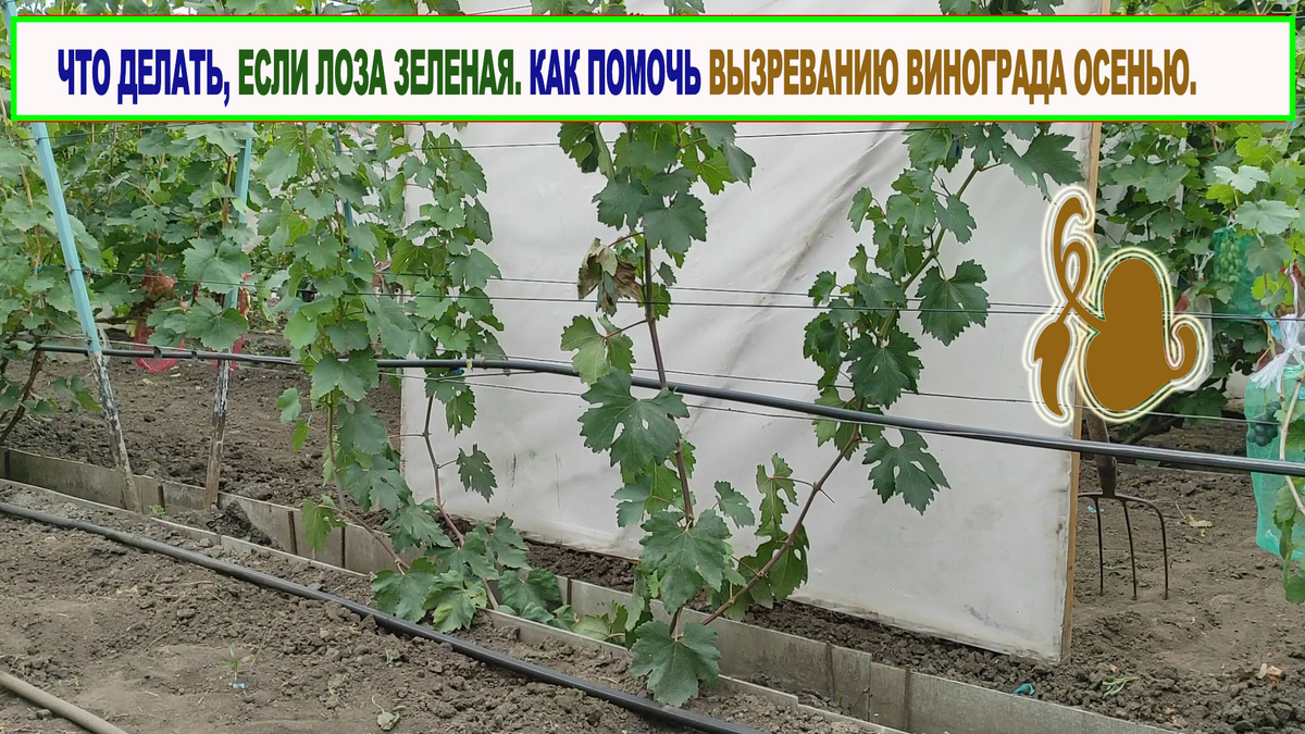 Куст винограда к 8 августа.