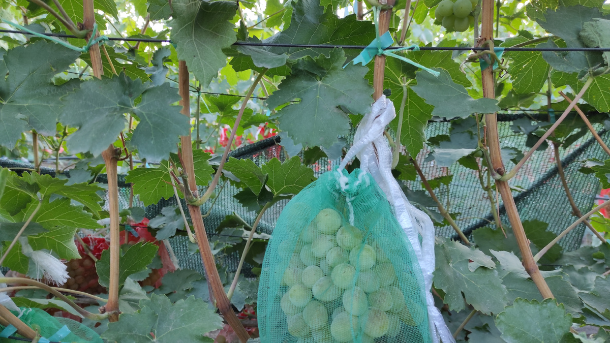 Взрослый куст винограда. Созревание лозы на 14 августа.