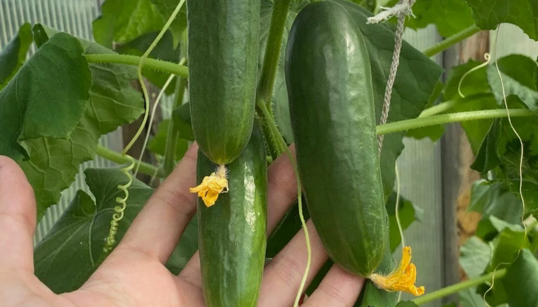 отличные огурцы