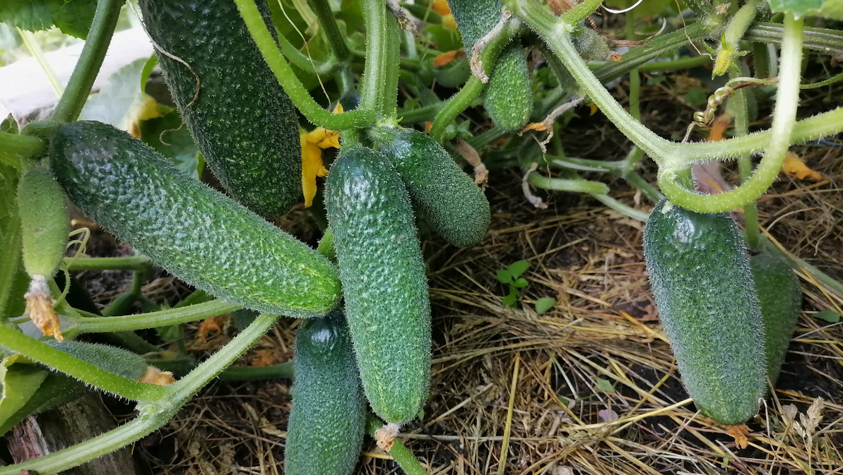 огурцы на грядке