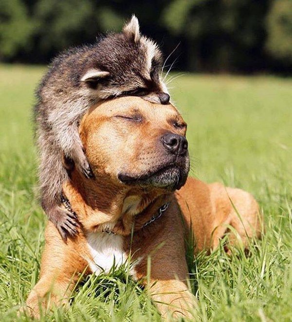 Они ТАКИЕ разные,,, (фото из открытого источника)