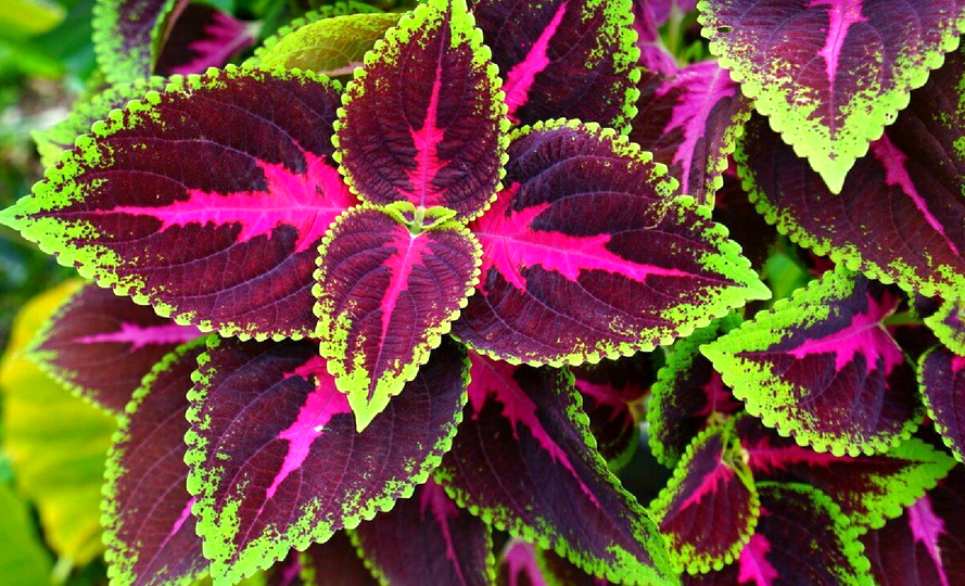 Колеус и его невероятные свойства