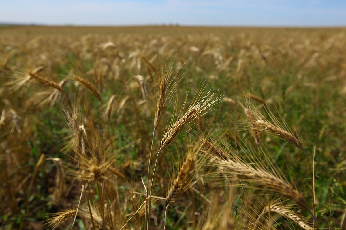    Фото: Юлия Боровикова, источник: vecherka.su